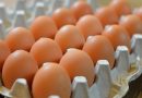 الشمري :  لابد من تشجيع الانتاج المحلي من البيض