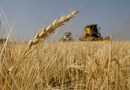 وزارة الزراعة تكشف المساحة المخصصة لمحصول الحنطة