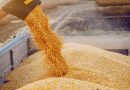 صلاح الدين : كميات الحنطة المخزونة تكفي لبداية الموسم المقبل