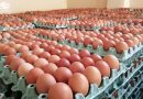 الأسواق المركزية تعلن عن اطلاق حملة لبيع مادة بيض المائدة المحلي في بغداد وباسعار تنافسية