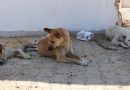 وفاة شاب في البصرة بسبب عضة كلب