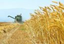 وزارة الزراعة :  احتراق مساحات زراعية من الحنطة في محافظة النجف نتيجة شرارة كهربائية
