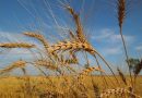 النزاهة : هناك نقص في محصول الحنطة بلغ 753 طنا في سايلو النجف