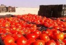 الزراعة: وضعنا آلية تضمن الاكتفاء الذاتي لمحصول الطماطم