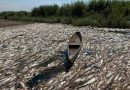 ارتفاع اللسان الملحي في المياه يقتل الاف الاسماك في البصرة