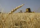 مجلس الوزراء يقرر زيادة اسعار شراء الحنطة المسوقة من الفلاحين الى 850 الف دينار للطن