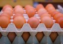 الزراعة:إنتاج أكثر من ٦٤ مليون بيضة المائدة في البصرة
