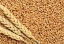 التجارة تحدد 3 عوامل لزيادة انتاج الحنطة