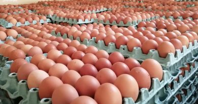 الأسواق المركزية تعلن عن اطلاق حملة لبيع مادة بيض المائدة المحلي في بغداد وباسعار تنافسية