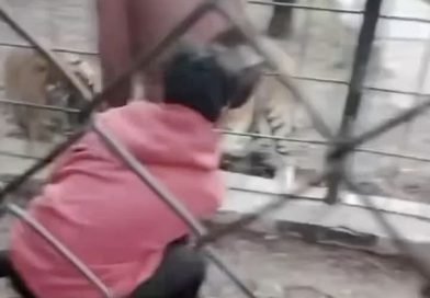 حديقة الحيوانات توضح : قام أحد الزائرين مع أصدقائه بتجاوز وعبور السياج الأمني والدخول إلى منطقة خطرة